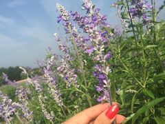 -北京东方普罗旺斯薰衣草庄园
