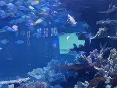 -左海海底世界