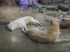 -西安曲江海洋极地公园