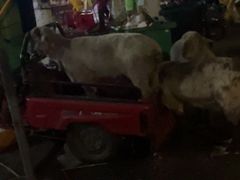 -新疆兄弟美味羊肉串(逸仙路店)