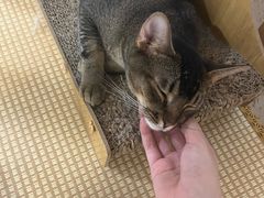 -柴迷FANS CLUB·柴犬狗咖·猫咖