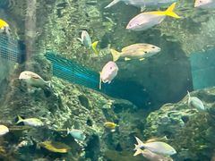 -上海海洋水族馆