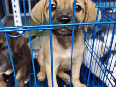 -青石桥花鸟鱼虫市场(叠翠城店)