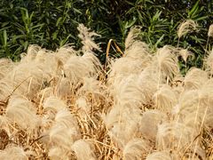 -昆山城市生态森林公园