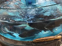 -魏铭鱼头捞饭(晋阳路店)