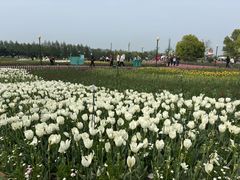 -荷兰花海