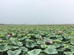 -白洋淀景区