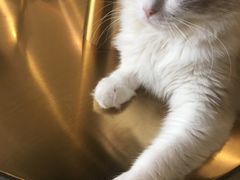 -飞行喵MR PILOT|猫舍·猫咖(静安大融城店)