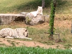 -北京野生动物园
