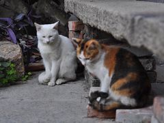 -小洲村