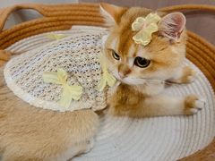 -lincat·猫舍(广州店)