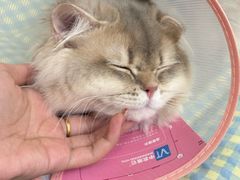 -瑞派名望志远动物医院·猫科·內科·异宠专科(直港大道店)