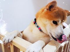 -柴迷FANS CLUB·柴犬狗咖·猫咖