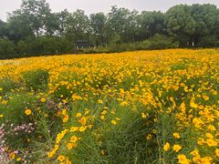 -九里河湿地公园