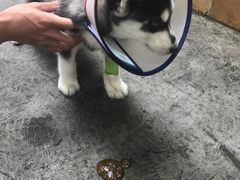 -百信宠物医院(东升街店)