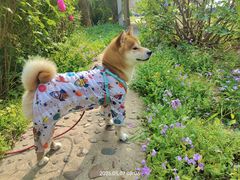 -北京市中关村医院