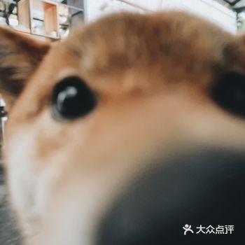 天気がいいから、撸狗しましょう！