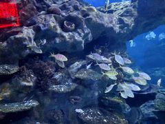 -海合安武汉极地海洋公园