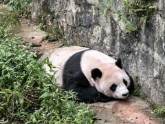 -都江堰中华大熊猫苑