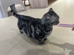 -藏猫猫咖啡主题馆(中央大道店)