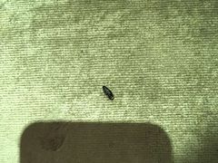 -扬子岛酒店(重庆洪崖洞解放碑店)