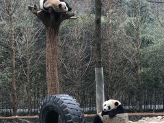 -都江堰中华大熊猫苑