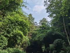 -川西竹海景区