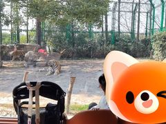 -上海野生动物园老虎餐厅