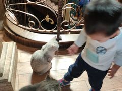 -more than meow吴止猫主题餐厅(承德 中船汇店)