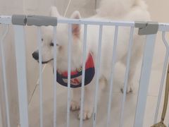 -共舞时光猫咖·狗咖(新街口店)