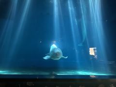 -芜湖新华联大白鲸海洋公园