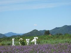 -北京东方普罗旺斯薰衣草庄园