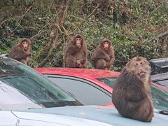 -西岭雪山大飞水景区