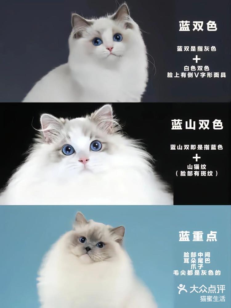 布偶猫品相图解花色图片