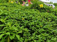 -亚龙湾亚泰商业街