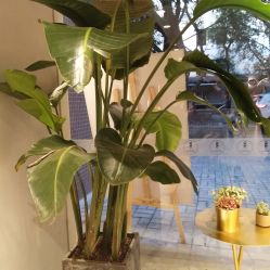 -苏豪路易士·嘉玛发廊