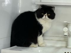 -猫小院猫主题餐厅(南锣旗舰店)
