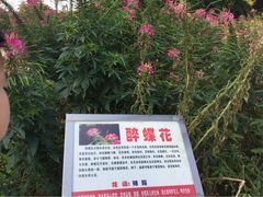 -松山湖梦幻百花洲
