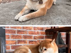 -柴犬高等学院·狗咖·柴犬售卖·宠物训练