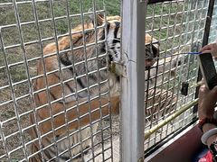-贵州森林野生动物园