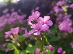 -杭州植物园