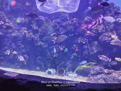 -芜湖新华联大白鲸海洋公园