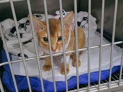 -中农国际动物医院24小时·猫科·骨科·急重症中心