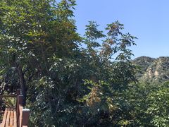 -大岭沟猕猴桃谷风景区
