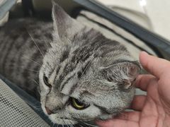 -瑞鹏宠物医院·夜间急症·心超·猫科(祖庙分店)