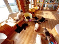 -猫的茶·猫咖