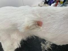 -北京恒爱动物医院(清景园分院)