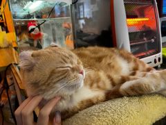 -平行世界·猫咖(首经贸店)