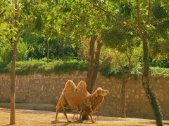 -石家庄市动物园