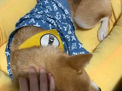 -逗柴咖啡屋·狗咖猫咖宠物桌游